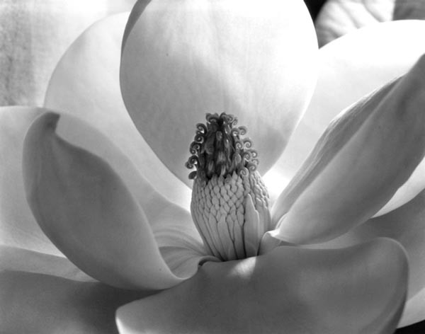 Imogen Cunningham's "Magnolia Blossom" (1925)