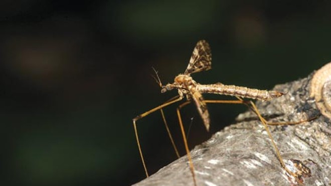 A new Carnegie Museum of Natural History exhibit has the buzz on crane flies.