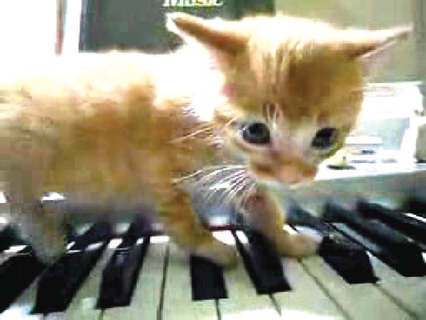 Raising the kitty: YouTube cats are conscripted to perform Schoenberg in Cory Arcangel's "Drei Klavierstucke op. 11."