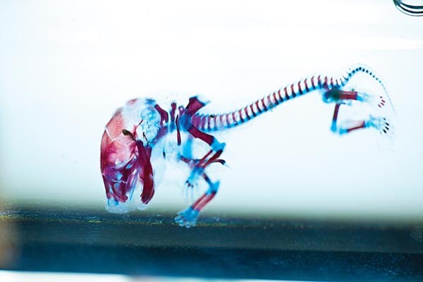 This skeleton of a mouse that a lab in Portugal genetically engineered to have no ribs was dyed to distinguish bone (blue) from soft tissue (red).