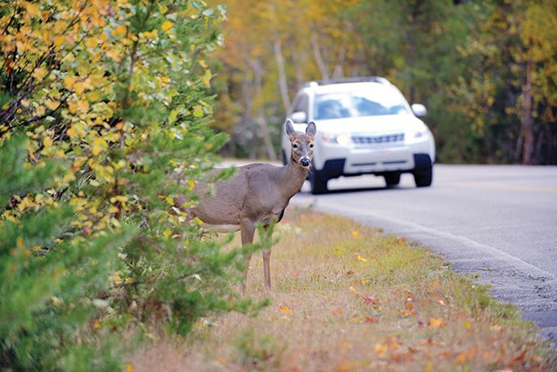 8-roadkill.jpg