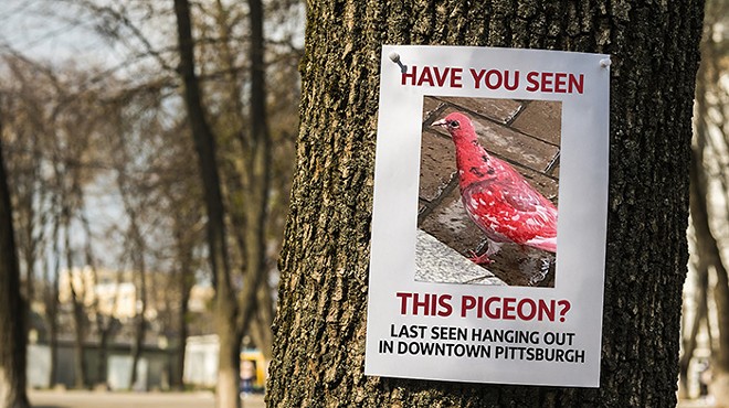 Have you seen this bird? Mysterious red pigeon appears in Downtown Pittsburgh