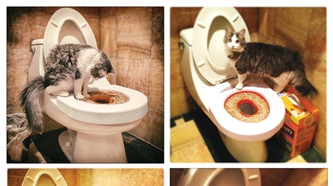 From swimming to potty-training, Lars the cat is one-of-a-kind
