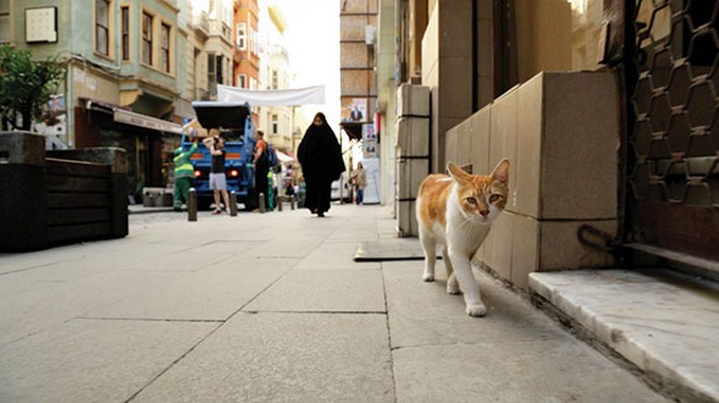 Kedi: The Cats of Istanbul