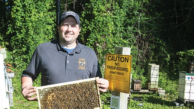 Honey-bee swarms are key to fighting population decline