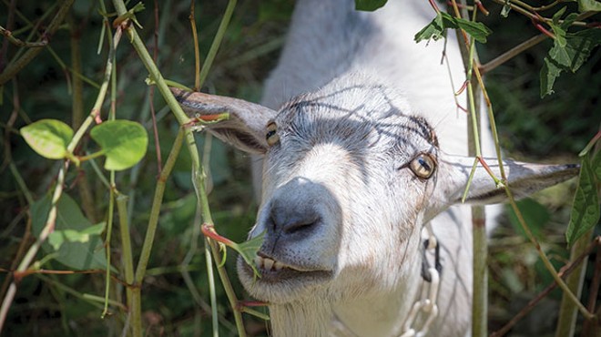 Five reasons the goats of Allegheny GoatScape made Pittsburgh a better place in 2017