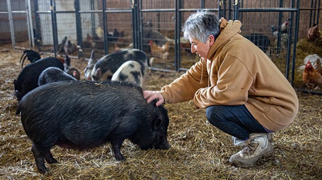 Angel Eyes Farm adopts out pigs, turkeys and chickens