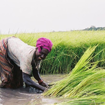 Casop: A Requiem for Rice