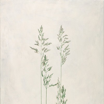 Wiesen-Rispengras, Bluegrass, Poa pratensis [Poa pratensis Linnaeus, Poaceae alt. Gramineae], acrylic on wood panel by Sylvia Peter (1970–), 2016, 90 x 30 cm, HI Art accession no. 8307, reproduced by permission of the artist.