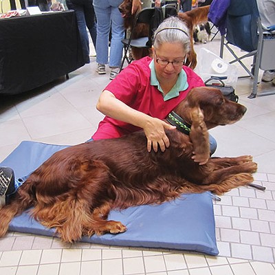 Pittsburgh dog massager offers comfort and relief to the four-legged set