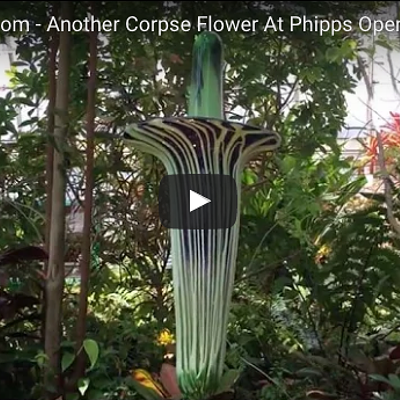 The return of the corpse flower at Phipps Conservatory