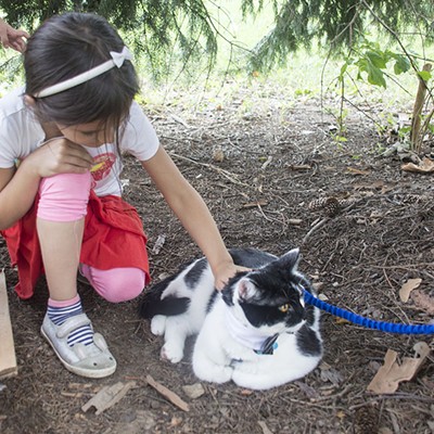 First Caturday Pittsburgh brings cats on leashes to Schenley Park