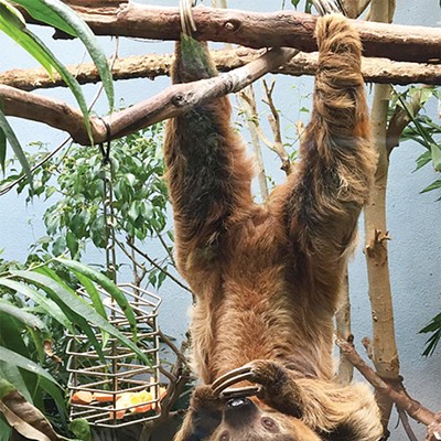 From Harambe to Vivien Leigh the sloth, does anthropomorphizing help or hurt animals?