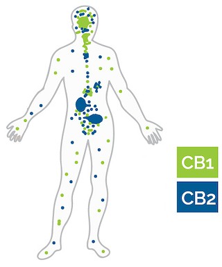 The Endocannabinoid system and terpenes presented by Mandi Babkes