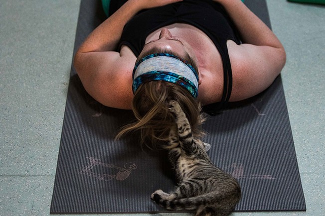 Kitten Yoga
