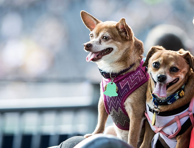 Pittsburgh Pirates and Bully Max Join Forces to Bring Pup Nights