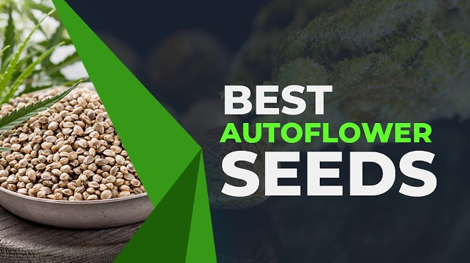 12 Best Autoflower Seeds of 2024: High Yield + Potent Cannabis Seeds in the USA