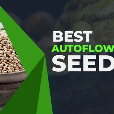 12 Best Autoflower Seeds of 2024: High Yield + Potent Cannabis Seeds in the USA