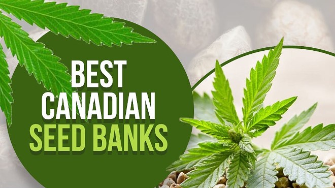 2023’s Best Canadian Seed Banks: Buy Cannabis Seeds from Canada (US Shipping)