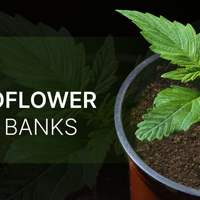 5 Best Autoflower Seed Banks of 2024