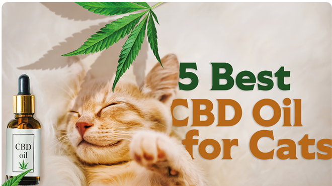 5 Best CBD Oil for Cats in 2024