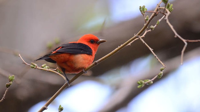 Small red bird with black wings on a branch