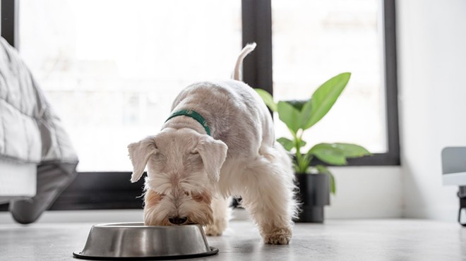 Best CBD Oil For Dogs In 2023: Top Brands To Buy Online