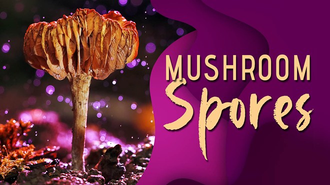 Best Mushroom Spores for Psilocybin-Assisted Therapy: Top 10 Vendors of 2024
