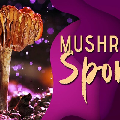Best Mushroom Spores for Psilocybin-Assisted Therapy: Top 10 Vendors of 2024