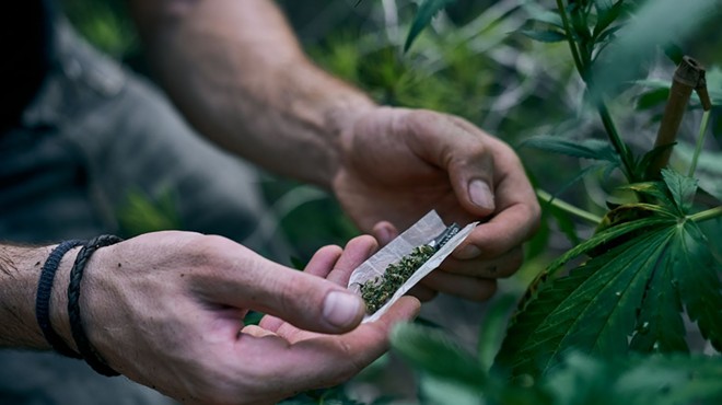 Best Seed Banks: Top 5 Cannabis Seed Banks In 2023