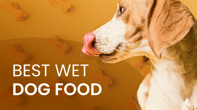 Best Wet Dog Food for Your Pet