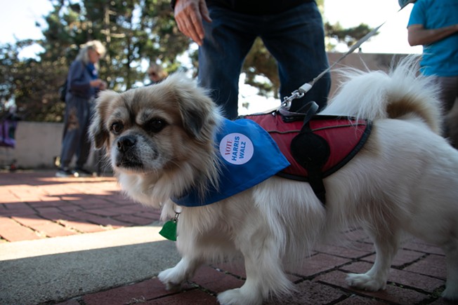 Dogs for Democracy