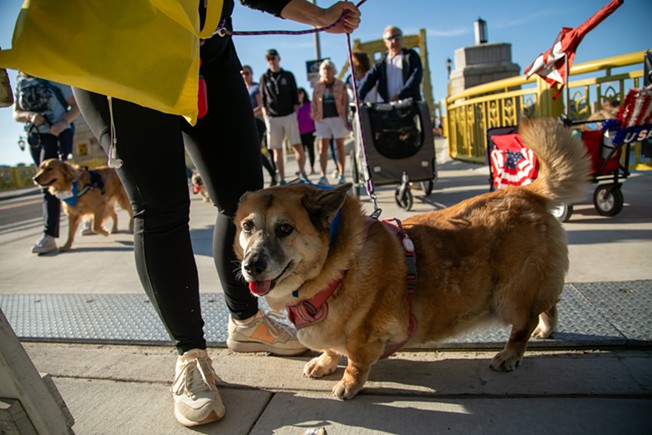 Dogs for Democracy