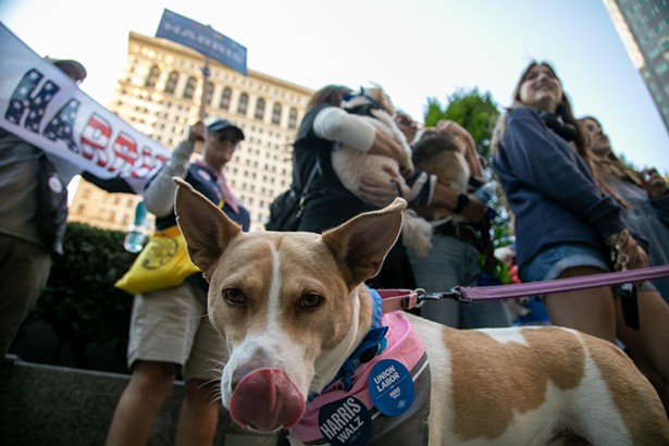 Dogs for Democracy