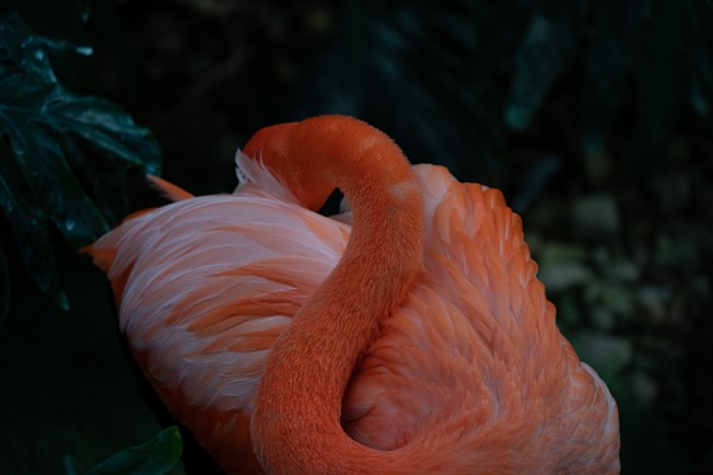 Flamingo Fest at the National Aviary