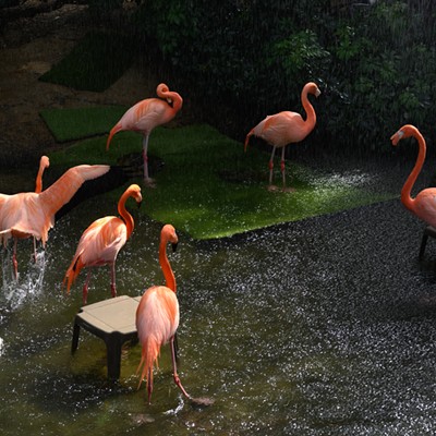 Flamingo Fest at the National Aviary