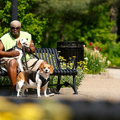 Highland Park beagles spread joy, become local Nextdoor sensations