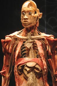 The Carnegie Science Center unveils Bodies ... The Exhibition ... but what are you seeing?