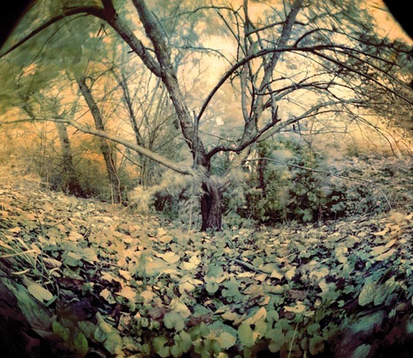 A pinhole-photography show leans toward the woods.