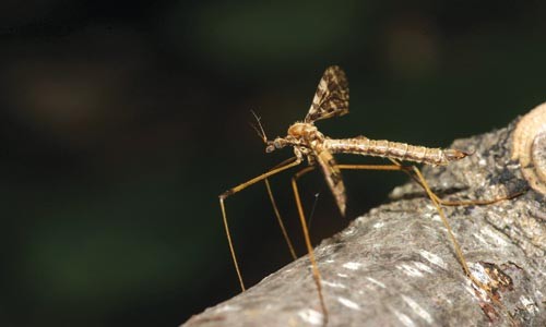 A new Carnegie Museum of Natural History exhibit has the buzz on crane flies.