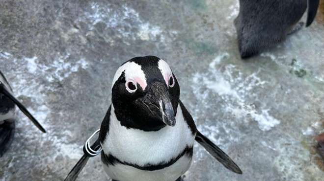 Penguin-Palooza