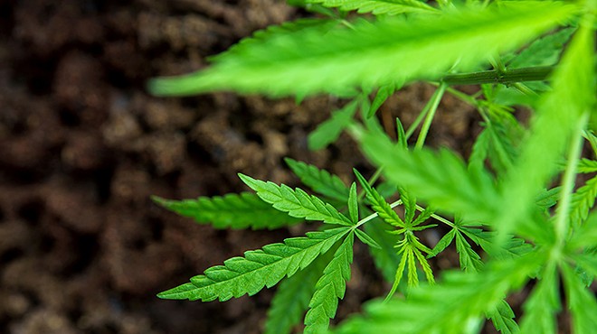 Pennsylvania senators reveal bipartisan plan to legalize marijuana and expunge records