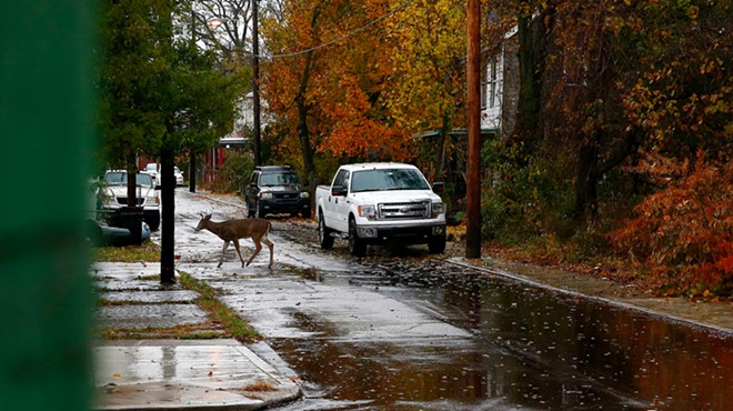 Pittsburgh’s deer are crossing a line. Or, may have already.