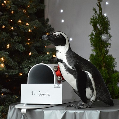Photos with a Penguin during Season's Greetings Saturdays at the National Aviary