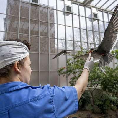 National Aviary Senior Aviculturist Traci Hoffman Feeding Inca Tern