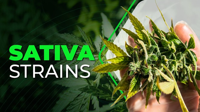 The 10 Top-rated Sativa Strains of 2024 That’ll Give Energy & Mental Clarity