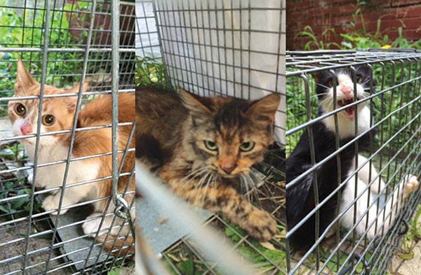 Three of the cats removed from a home in Mount Lebanon