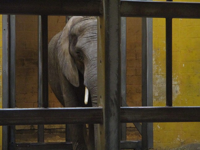 National animal rights group ranks Pittsburgh Zoo as worst for elephants in US