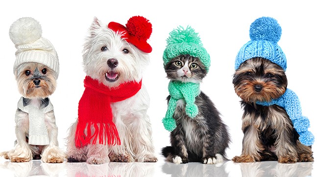 Help your furry friend withstand Pittsburgh winters with advice from these three local pet suppliers