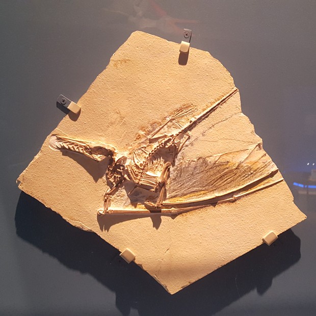 New Pterosaur exhibit brings world-class fossils, casts to Pittsburgh